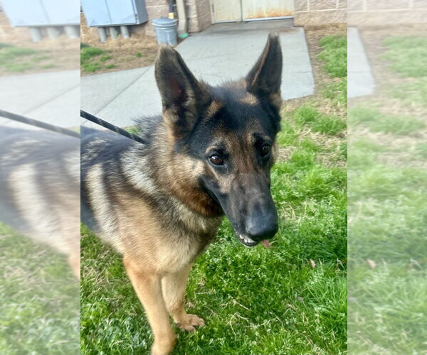 Medium Photo #2 German Shepherd Dog Puppy For Sale in Glen Allen, VA, USA