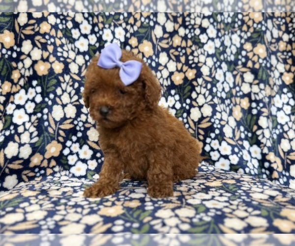 Medium Photo #7 Goldendoodle (Miniature) Puppy For Sale in LAKELAND, FL, USA