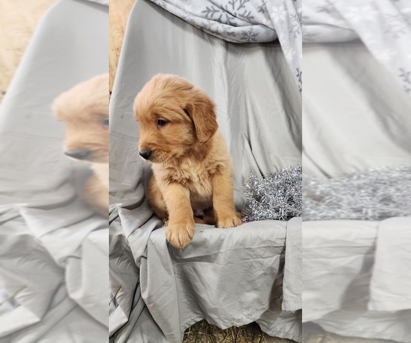 Medium Photo #38 Golden Retriever Puppy For Sale in GREENWOOD, WI, USA