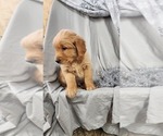 Small #3 Golden Retriever