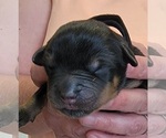 Small Photo #5 Rottweiler Puppy For Sale in GRESHAM, OR, USA