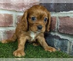 Small #5 Cavalier King Charles Spaniel