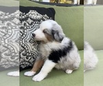 Small Photo #10 Miniature Australian Shepherd Puppy For Sale in LA CANADA FLINTRIDGE, CA, USA