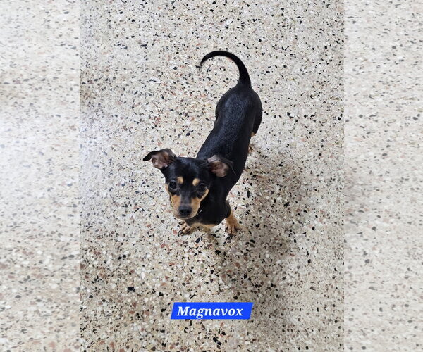 Medium Photo #2 Chiweenie Puppy For Sale in Metairie, LA, USA