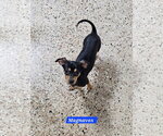 Small #1 Chiweenie