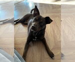 Small #10 Labrador Retriever Mix