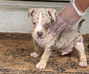American Bully Puppy for sale in BRISTOW, VA, USA