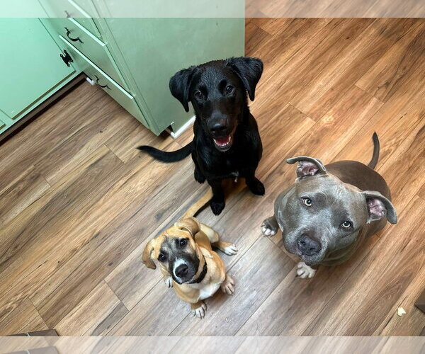 Medium Photo #4 Boxer-Unknown Mix Puppy For Sale in Germantown, OH, USA