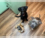 Small #3 Boxer Mix