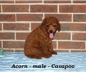 Cavapoo Puppy for sale in CLARKRANGE, TN, USA