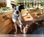 Small #16 Rat Terrier Mix