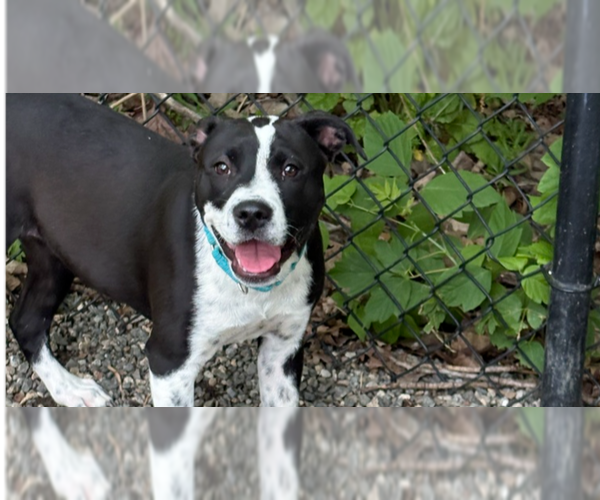 Medium Photo #2 Mutt Puppy For Sale in Elmsford, NY, USA