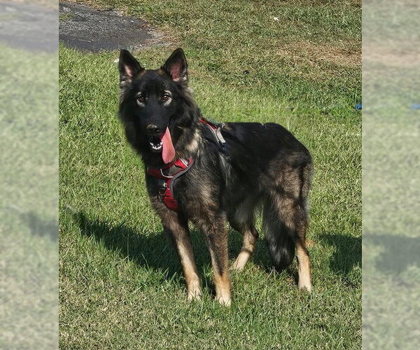 Medium Photo #4 German Shepherd Dog Puppy For Sale in Newfoundland, PA, USA