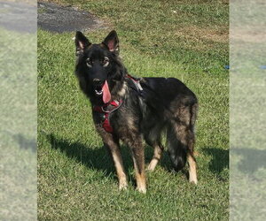 Suki - Female German Shepherd Dog Dog for Adoption - Photo #4