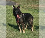 Small Photo #4 German Shepherd Dog Puppy For Sale in Newfoundland, PA, USA