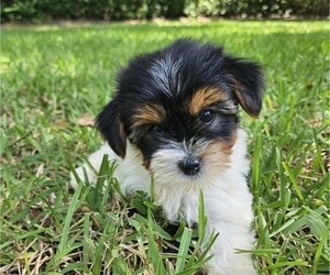 Yorkshire Terrier Puppy for sale in SARASOTA, FL, USA
