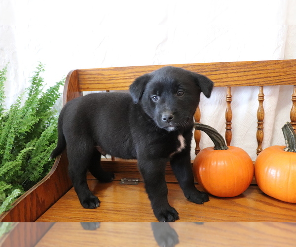 View Ad: Akita-Labrador Retriever Mix Puppy for Sale near Ohio, SHILOH