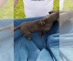 Small Photo #7 Great Dane Puppy For Sale in FARMERSVILLE, TX, USA