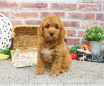 Small #6 Goldendoodle-Poodle (Toy) Mix