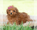 Small #1 Maltipoo (Toy)