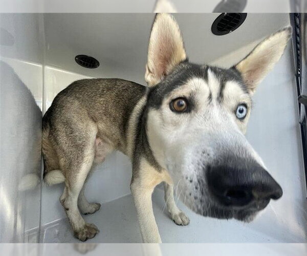 Medium Photo #1 Siberian Husky-Unknown Mix Puppy For Sale in Houston, TX, USA