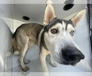 Siberian Husky-Unknown Mix Dogs for adoption in Houston, TX, USA