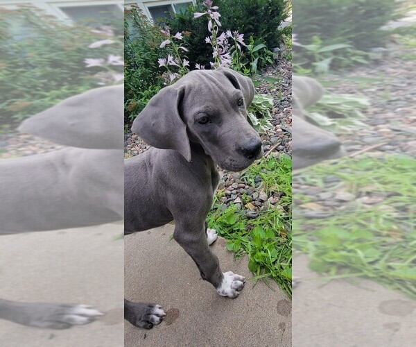 Full screen Photo #3 Great Dane Puppy For Sale in BLAINE, MN, USA
