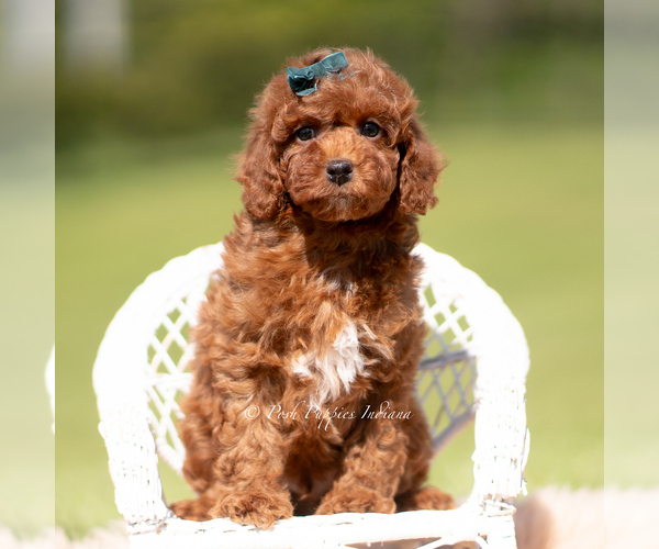 Medium Photo #113 Poodle (Miniature) Puppy For Sale in WARSAW, IN, USA
