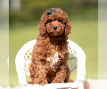 Small Photo #113 Poodle (Miniature) Puppy For Sale in WARSAW, IN, USA