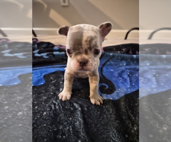 Medium Photo #2 French Bulldog Puppy For Sale in SNELLVILLE, GA, USA
