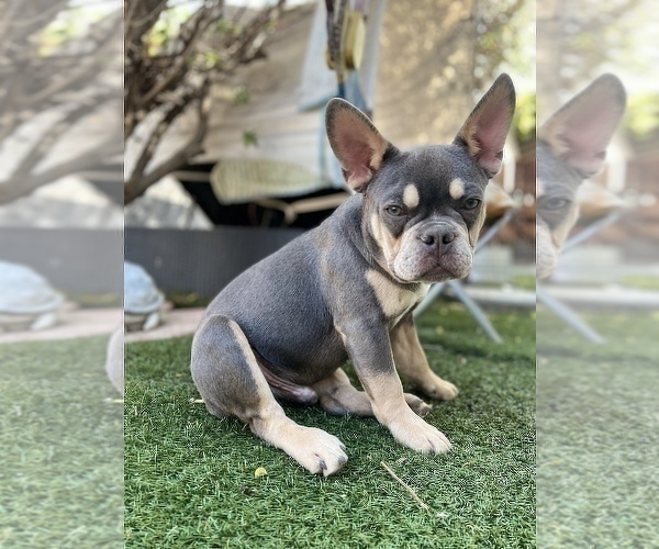Medium Photo #5 French Bulldog Puppy For Sale in RIVERSIDE, CA, USA