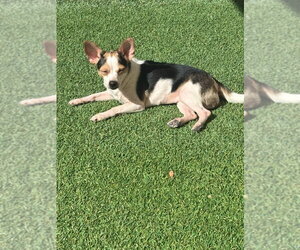 Casper - Male Chihuahua-Unknown Mix Dog for Adoption - Photo #3