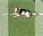 Small Photo #3 Chihuahua-Unknown Mix Puppy For Sale in oakland, FL, USA