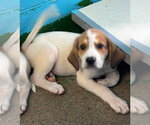 Small #1 Great Pyrenees Mix
