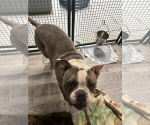 Bulldog-Unknown Mix Dogs for adoption in Calgary, Alberta, Canada