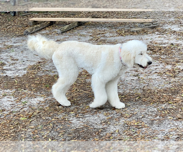 Medium Photo #11 Pyredoodle Puppy For Sale in NEWBERRY, FL, USA