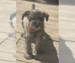 Small #2 Mutt