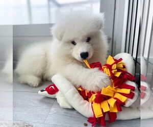 Samoyed Dogs for adoption in LOS ANGELES, CA, USA