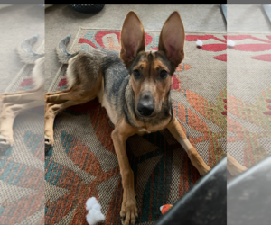 German Shepherd Dog-Unknown Mix Dogs for adoption in Tampa, FL, USA