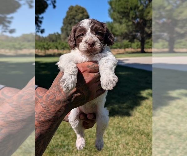 Medium Photo #23 Bernedoodle-Cavapoo (Miniature) Mix Puppy For Sale in SACRAMENTO, CA, USA