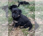 Small Photo #6 German Shepherd Dog Puppy For Sale in GOLDENDALE, WA, USA