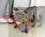 Abby - Female Bulldog-Unknown Mix Dog for Adoption - Small photo