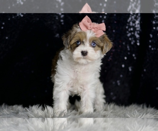Medium Photo #55 Morkie Puppy For Sale in WARSAW, IN, USA