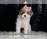 Small #4 Morkie