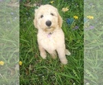 Small Photo #2 Poodle (Standard) Puppy For Sale in NEW LONDON, IA, USA