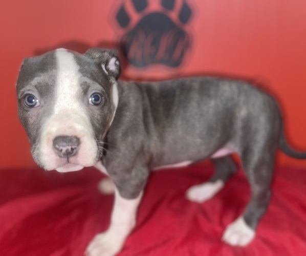 Medium Photo #3 American Pit Bull Terrier Puppy For Sale in TRENTON, NJ, USA