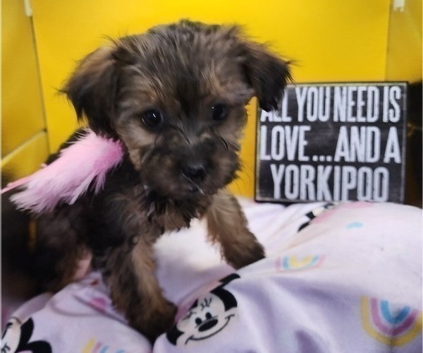 Medium Photo #13 YorkiePoo Puppy For Sale in BLUE MOUND, TX, USA