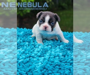 French Bulldog Puppy for sale in MIAMI, FL, USA