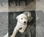 Small Photo #1 Sheepadoodle Puppy For Sale in BROOKSVILLE, FL, USA