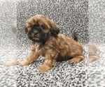 Small Photo #3 Zuchon Puppy For Sale in NEW YORK MILLS, MN, USA